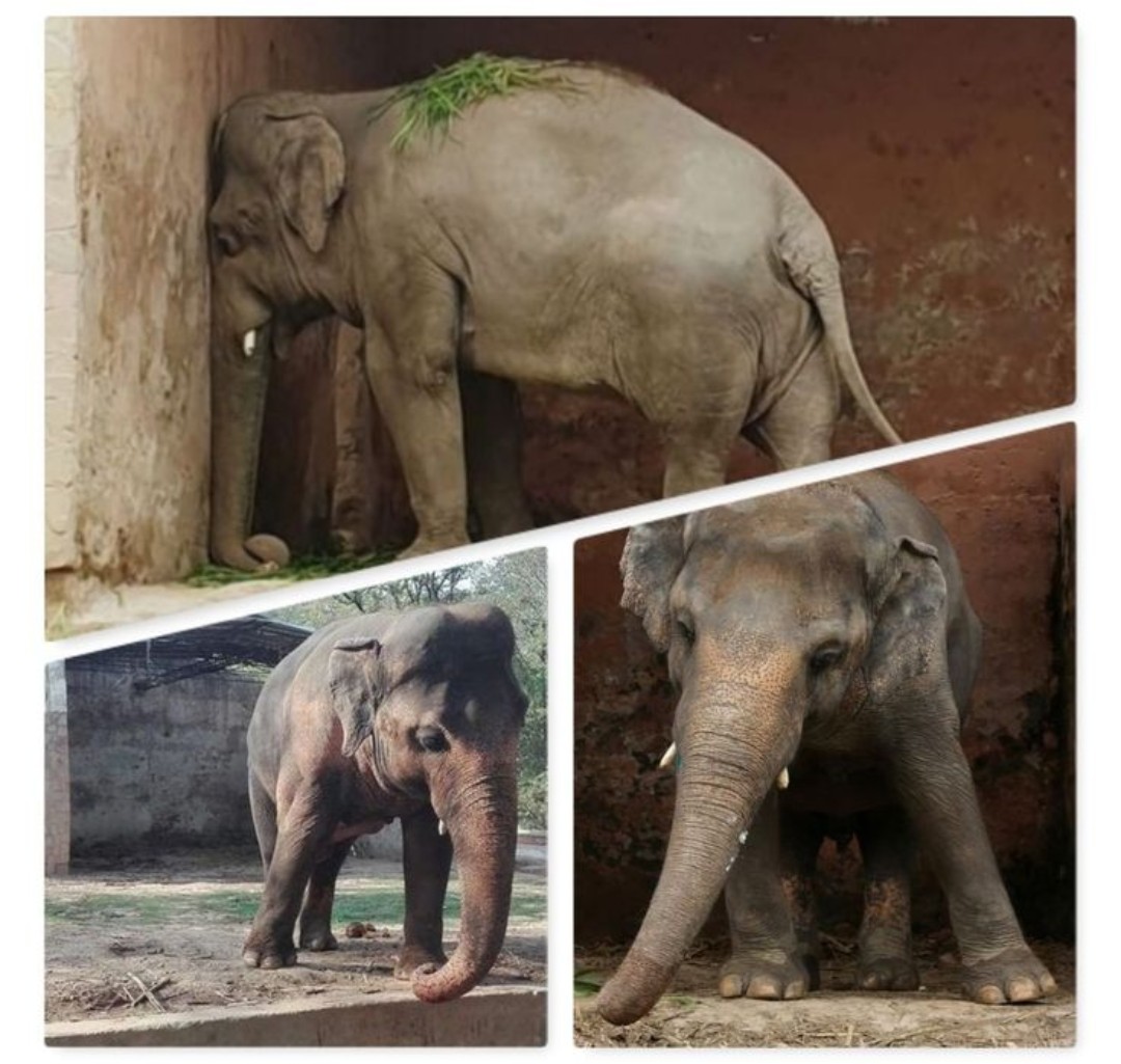 janischshane's tweet image. Kaavan swayed endlessly in zoo misery. Now sanctuary-free, he's thriving—no zoochosis! Lucy rocks in Edmonton captivity, health failing. Nothing's impossible: Give her the freedom we stole. The ride's worth it! 🐘✊ #FreeLucy #EndCaptivity #ElephantSanctuary
