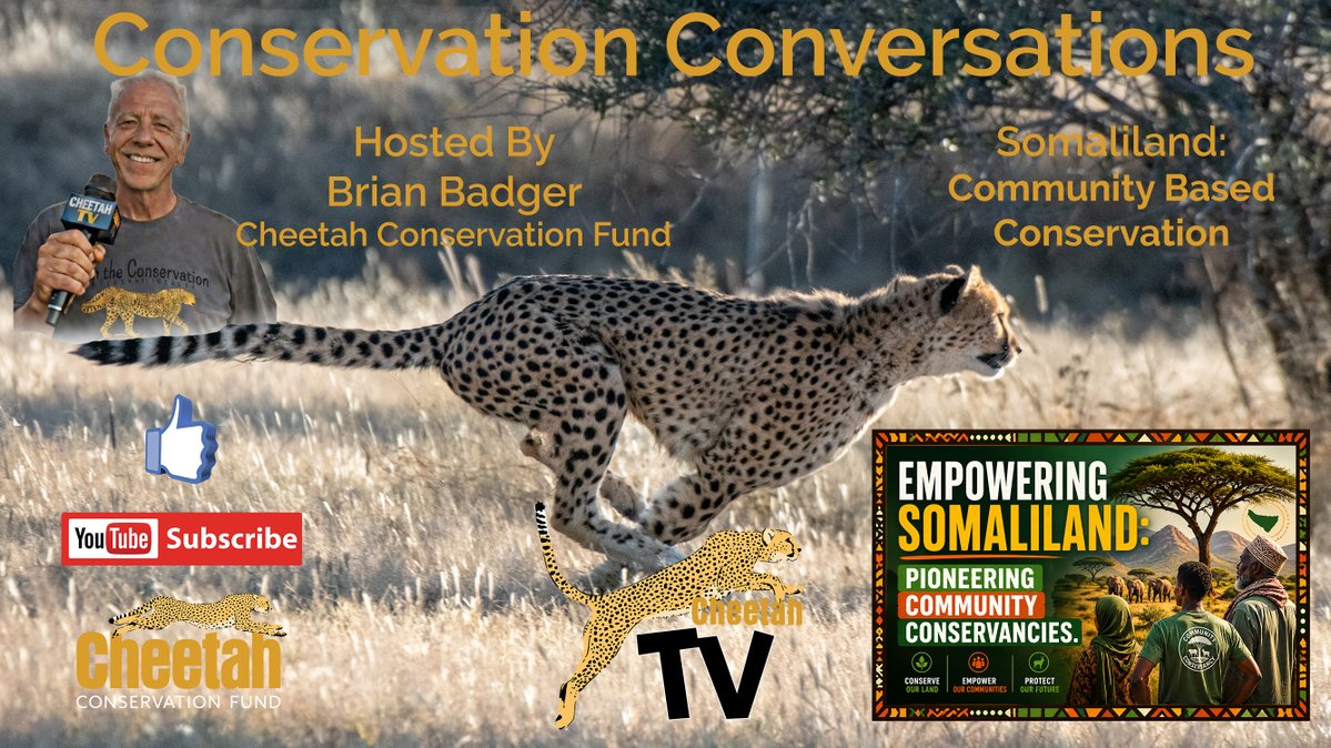CCFCheetah's tweet image. CheetahTV is back today with all all new episode of Conservation Conversations! This week, host Brian Badger is joined by Fiesta Warinwa and Brian Jones for a discussion of community #conservation in Somaliland - and the pioneering effort to develop communal #conservancies.