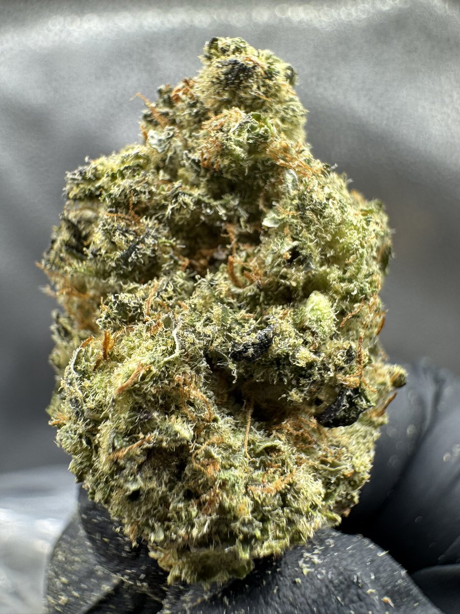 Colorado Exotics 🏔️ tweet media