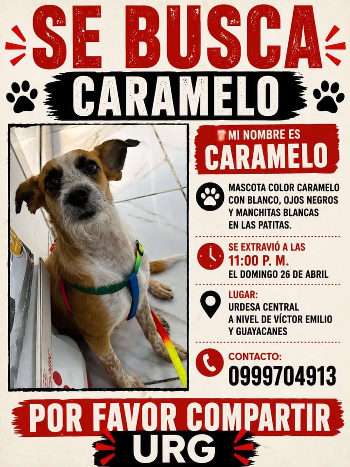 Alerta me perdi tweet media