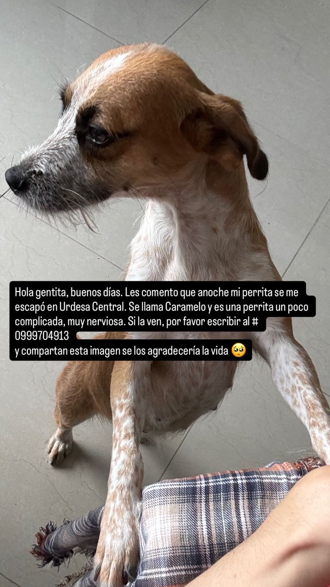 Alerta me perdi tweet media