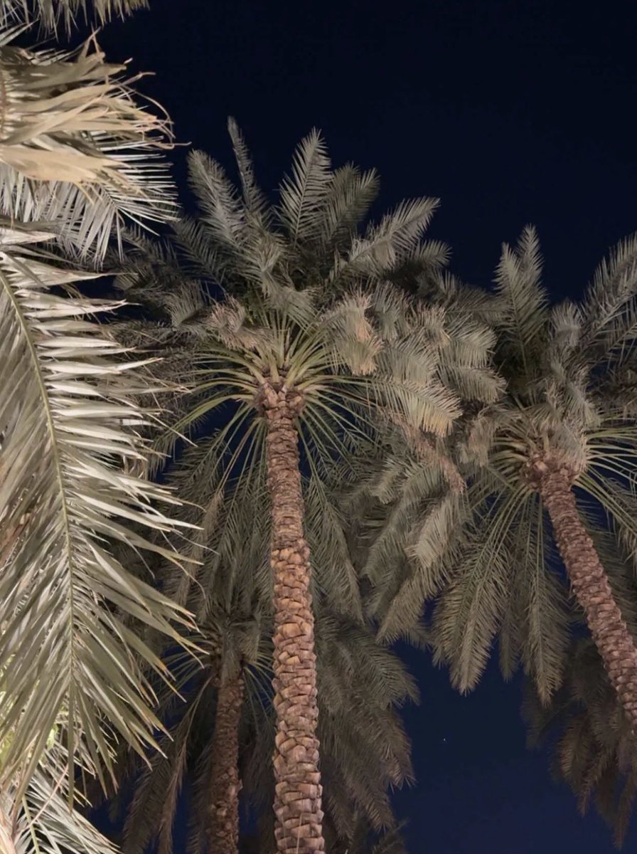 🐈‍⬛ tweet media