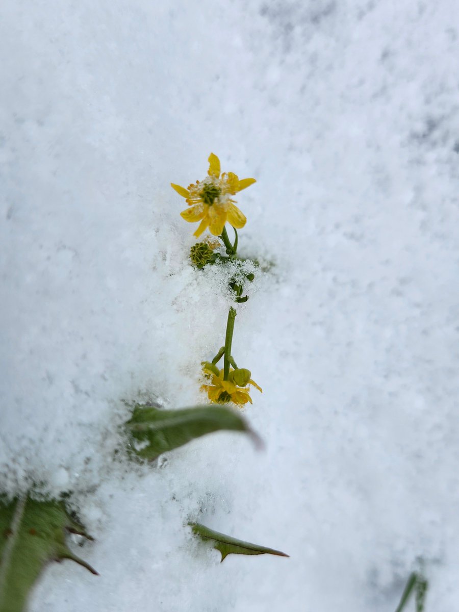 GregLionhart's tweet image. #Spring #Snow #Flowers #Hiking #MyPhoto #Photography