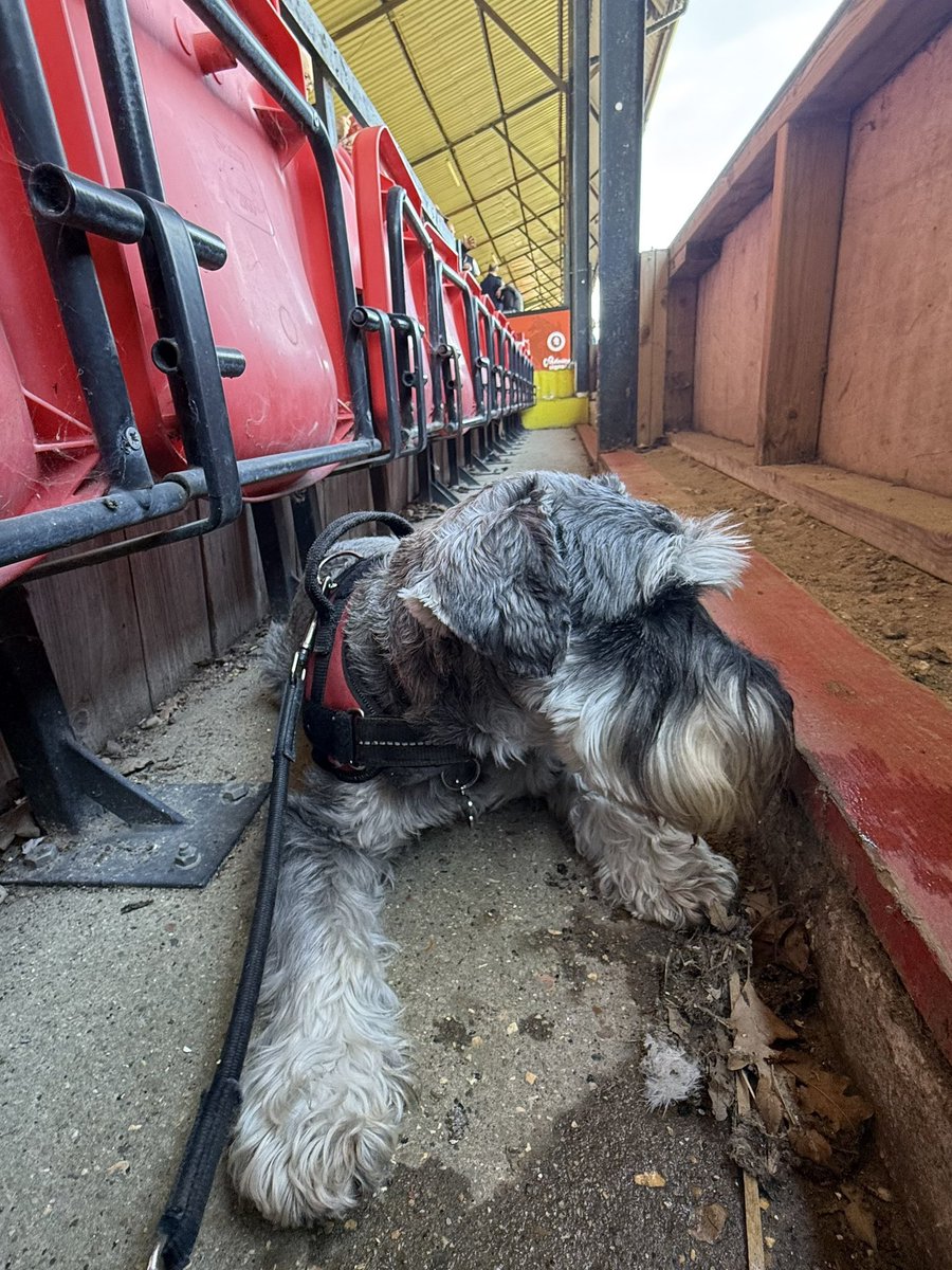 nonleaguedogs's tweet photo. Itโs a double #waffleswednesday as Mister Waffles meets Waffles the Cavapoo at @wellingunited v @BTFC. No chance heโs sharing his chips though!
๐ธ @MrWafflesTheDog https://t.co/Qa3SBUC2Yw