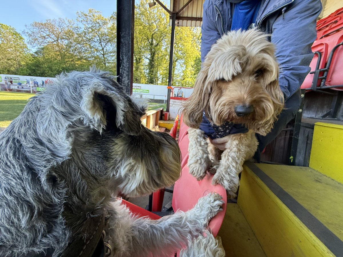 nonleaguedogs's tweet photo. Itโs a double #waffleswednesday as Mister Waffles meets Waffles the Cavapoo at @wellingunited v @BTFC. No chance heโs sharing his chips though!
๐ธ @MrWafflesTheDog https://t.co/Qa3SBUC2Yw
