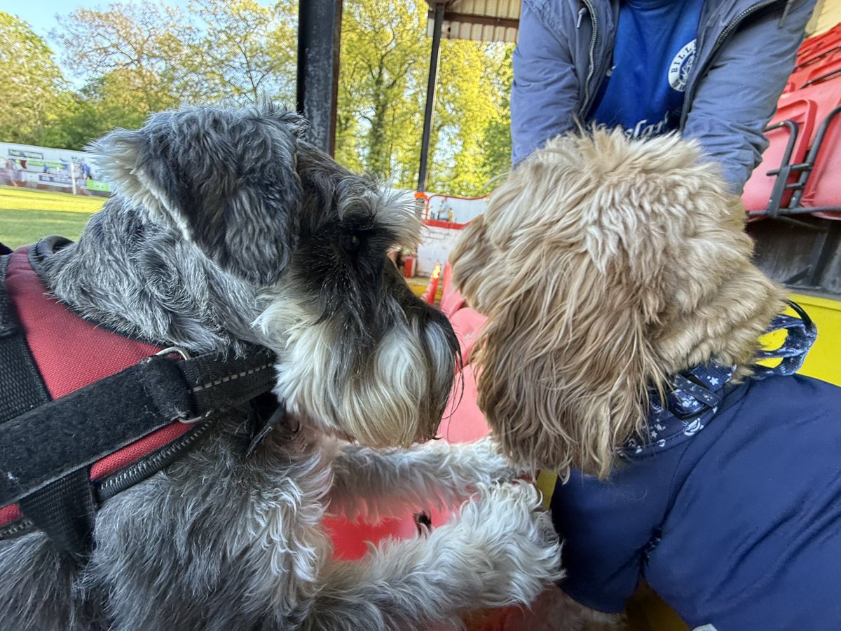 nonleaguedogs's tweet photo. Itโs a double #waffleswednesday as Mister Waffles meets Waffles the Cavapoo at @wellingunited v @BTFC. No chance heโs sharing his chips though!
๐ธ @MrWafflesTheDog https://t.co/Qa3SBUC2Yw