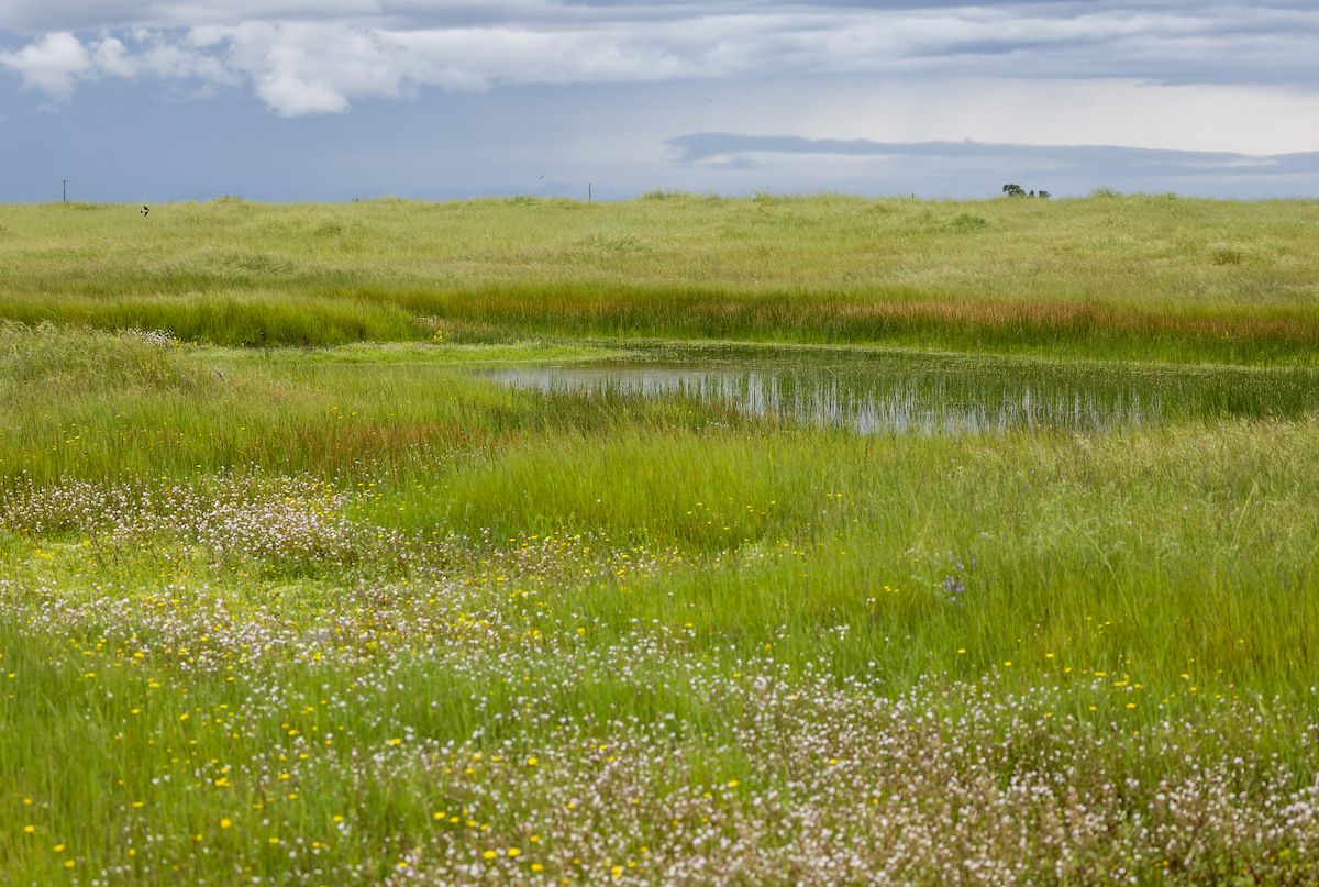 CA_DWR's tweet photo. Dotting the Central Valley landscape, vernal pools are hidden gems—biodiversity hotspots bursting with wildlife and vibrant wildflowers. Read more about these dazzling displays of biodiversity at https://t.co/m5ryEQL82H
#vernalpool #nature #wildlife #amphibians https://t.co/42xXZWOcXm