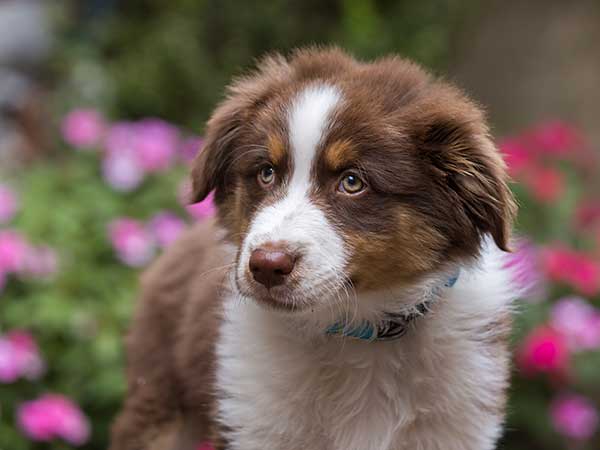 AussieShepLover's tweet image. How To Calm A Fearful Dog And Help Your Australian Shepherd 🐾💖🎓
australian-shepherd-lovers.com/fearful-dog.ht…

🔶 Aussie Owner? Get our Official Guide to Aussie Training &amp;amp; Care here...
australian-shepherd-lovers.com/asl-ebook-fb

#australianshepherd #aussie #dogtraining #puppytraining #aussielovers