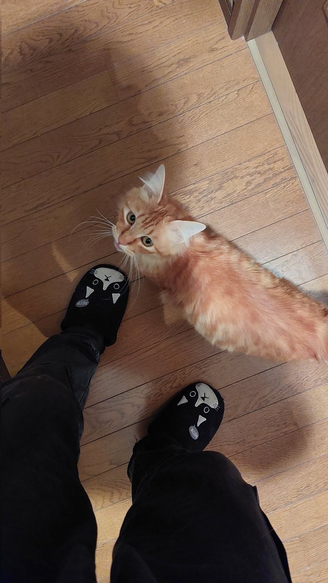 ネコくん