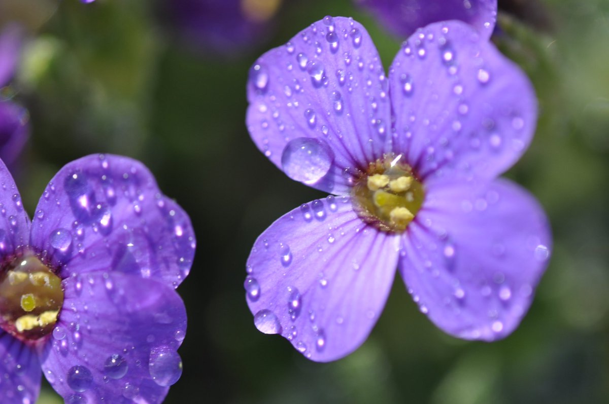 WLJKowa's tweet image. #KowarschickAtHome, #purple