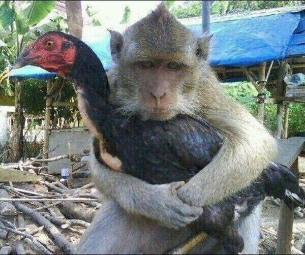 พึกลี tweet media