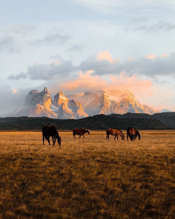 Patagonia, Chile 🇨🇱