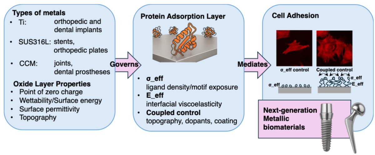 AdhesivesMDPI's tweet photo. 📘 New in Adhesives:

Protein Adsorption &amp; Cell Adhesion on Metallic Biomaterial Surfaces

👨‍🔬 Migita &amp; Sato

🏫 Yamagata University

🔗 https://t.co/VAMQLfpUd4

#Adhesives #Biomaterials #OpenAccess 🧪 https://t.co/0HPKcVMMBn