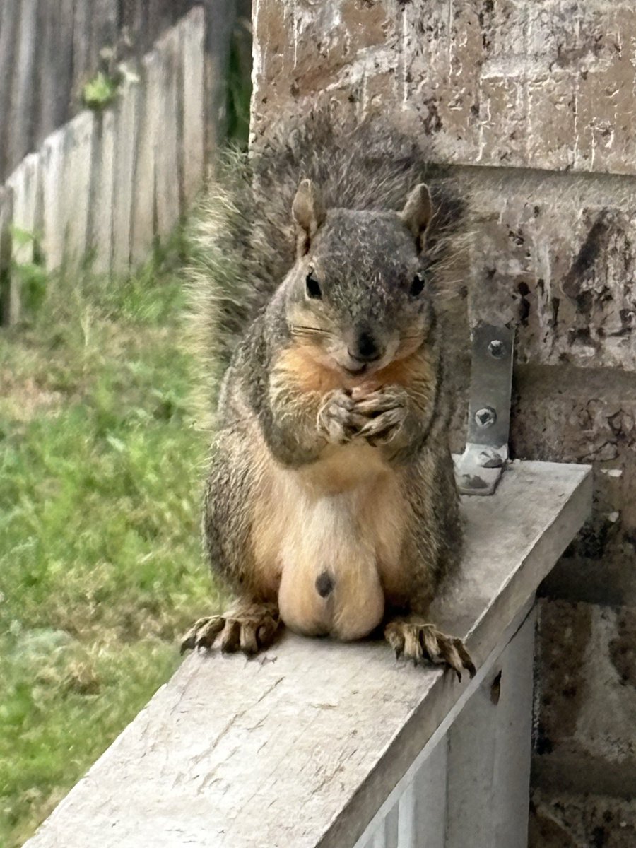 tanyawoz4's tweet photo. Our dear @MindyNL79 sent this to me this morning. 👀😆

Squirly wants you to donate and share this super urgent military support collection. He’s got big balls and so do @GimliDivision defenders. 

PP: gimlidivision9@gmail.com https://t.co/iSFtRT3pXY