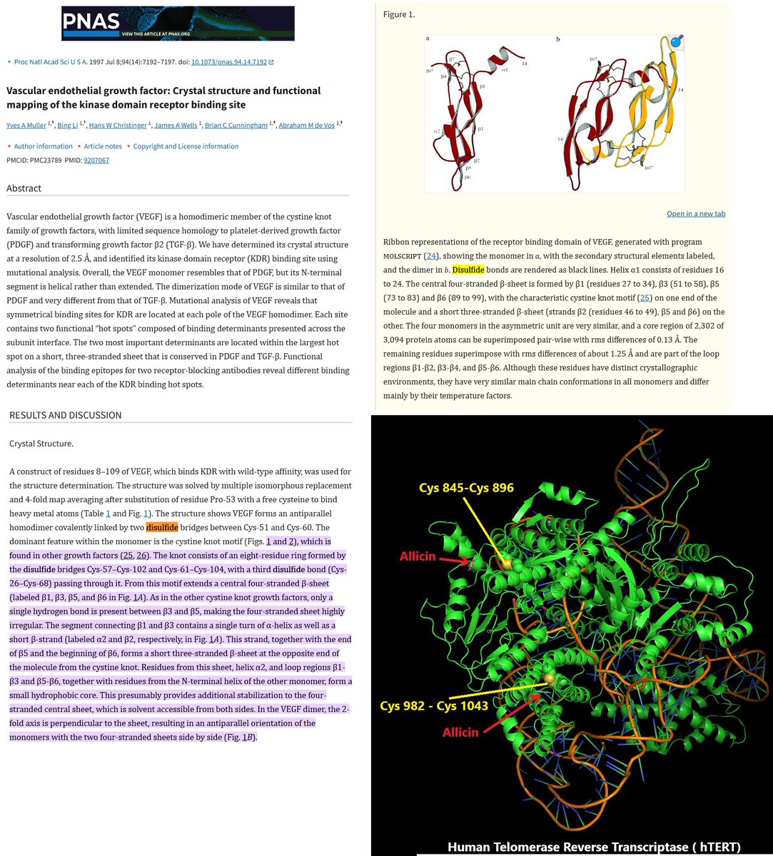 AllicinV's tweet photo. That was then, and this is now! You have to shield against cancer with diet and lifestyle. The Engineer(s) of the DNA Operating System put in Selenocysteine the "UGA" stop codon inhibitor for a reason (to slow protein translation kinetics , proven by Dr Ethan Taylor et. al). Allicin synthesis DNA coded by allinase in Garlic was created by those same Engineer(s) for ~4% Allicin production millions of years ago. 

The scum bags that brought the viral codes to humanity's Earth landscape coded those in labs to attack the human DNA Operating System (DNAOS) of honest abiding Humans. There have been many responses to that behavior that has taken so many lives. One of those responses was to not only hack the DNA Operating System of the Garlic plant bringing Allicin yield to ~100% by alliinase to then hack the ssRNA code of SARS cov2 retrovirus to restore the Human DNA Operating System of humans by a computer expert that codes in 35+ computer languages and a DNA Recombinant coding expert in DNA Operating systems at the PhD molecular level. Mind you that person has Type II Diabetes brought on by ~51 years of respiratory infections with EGIDS Autoimmune disease and never took any vaccines did the work because they were dying of long covid and suffocating to death. Vaccines would of killed that person dead.

And the Universe responded with "Karma" to those same NIH cancer researchers that buried the single cell biopsy Telomere PCR to help children/adults with early onset cancer in 1993 that same PhD created by having the technology put Covid19 cancer patients for @ERKarmaDoc into remission in Austin, TX. Yeah we found the Chinese clinical trial Eu Patent later for Allicin intravenous injections into tumors with imaging help.  It was the "Made in America" AllicinV way that prevailed and is even more beneficial when used in cocktails with absorbable selenium, and Ivermectin or Fenbendazole. Karma has gotten a hold of all of the things that Faux Chi and company ever did to hurt humanity.

There's a very simple reason for that. You don't discriminate or lie in Science because the truth will always catch up on you. Many humans have been harmed by lying about cancer way before Covid19. We can't go back in human time and fix what has transpired. We can take the best of breed technologies and begin collecting all the real data so that we can stop the senseless bickering over fiat paper lies and focus on the more important things humanity has to address.

The probability of cancer from any pathogen resulting in Telomerase up regulation and then Vascular Endothelial Growth Factor (VEGF) can be shielded against with a diet of absorbable selenium and AllicinV. More extreme cancer conditions will require additional therapeutics and therapies. How we chose to educate people about diet & lifestyle has a lot to do with how we will reduce the number of people with cancer. There will be "runaway" conditions of cancer that we can't fix today. The whole point of transparent Science is to learn from your mistakes and improve the technologies and treatments of sick individuals. Otherwise, you don't evolve.

Citations below:

#Karma #AllicinV #Cancer #Allicin #Tumors #Telomeres #Telomerase #VEGF #Tumerogensis #Angiogenesis #Genesis #Life #DNA #RNA #DNAOS #Evolution #Codes #Hacking #Immunity