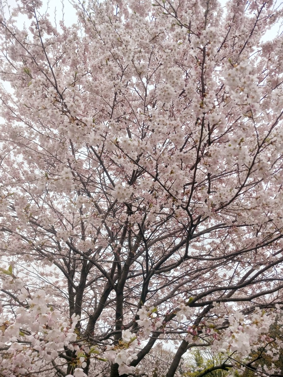 ginieandkimbop's tweet image. wow that is awesome. do u like this pic of sakura tree I took today?  #pink #lovely #sakura