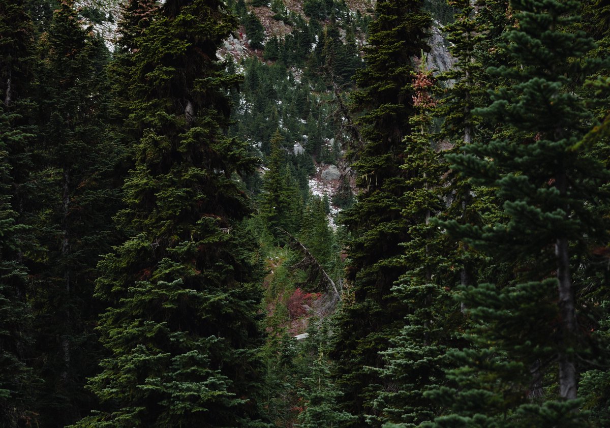 deep in the cascades