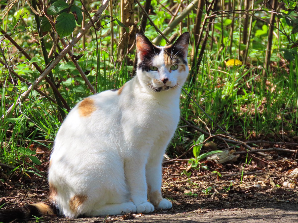 ElleBeePhotos's tweet image. A few of my favourite scenes from today’s sunny nature walk. ☀️

Beautiful pink blossom, a calming waterfall, lots of greenery coming alive again, and a very shy but cute feline friend! 🌸🌳🐈

#WhateverWednesday #NaturePhotography