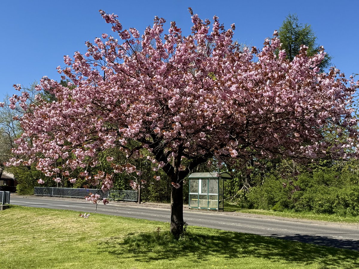 ElleBeePhotos's tweet image. A few of my favourite scenes from today’s sunny nature walk. ☀️

Beautiful pink blossom, a calming waterfall, lots of greenery coming alive again, and a very shy but cute feline friend! 🌸🌳🐈

#WhateverWednesday #NaturePhotography