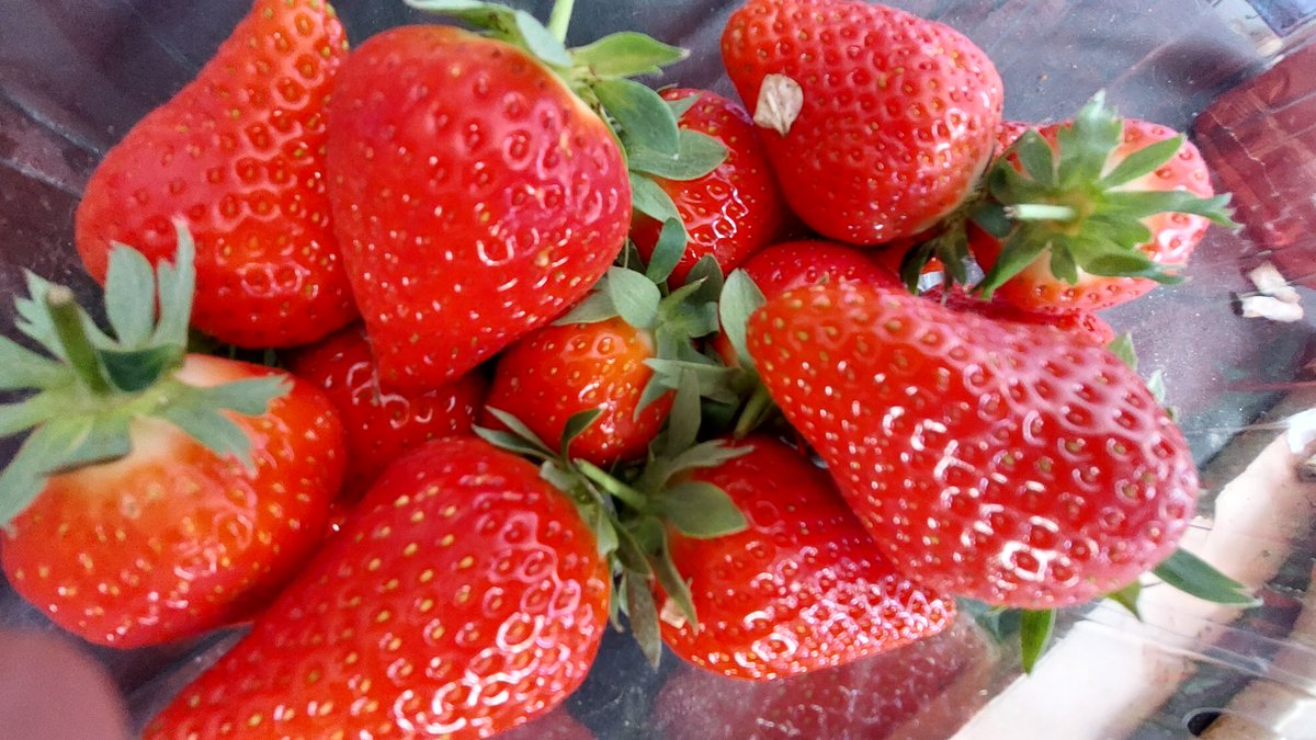 _DundeePerfect_'s tweet image. No butchers apron, not even the saltire..... just what is locally grown Angus #Strawberries....
none of the crap 'forced grown' ones due to the worst April on record crops are later this year.
Taste the difference before taste due to the smell.
100 times better than Spain crap.