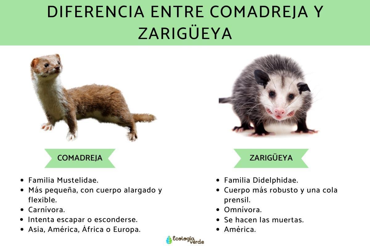#ECDQEMSD
la comadreja y el Tlacuache NO es lo mismo  jajajajajaja