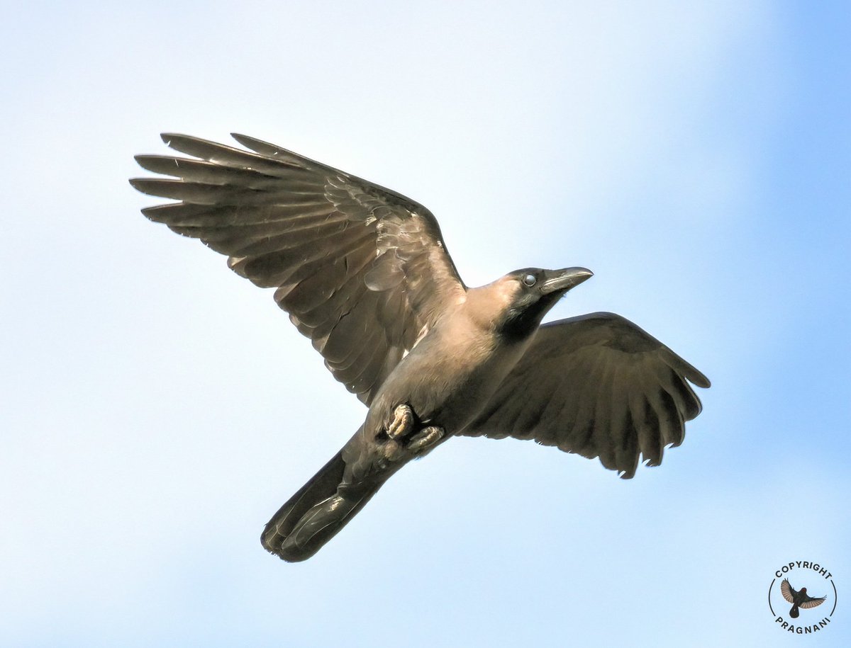 pragnani's tweet image. Crow 

Ameenpur Lake

April 2026

#AmeenpurBHS
#IndiAves
#Hyderabad