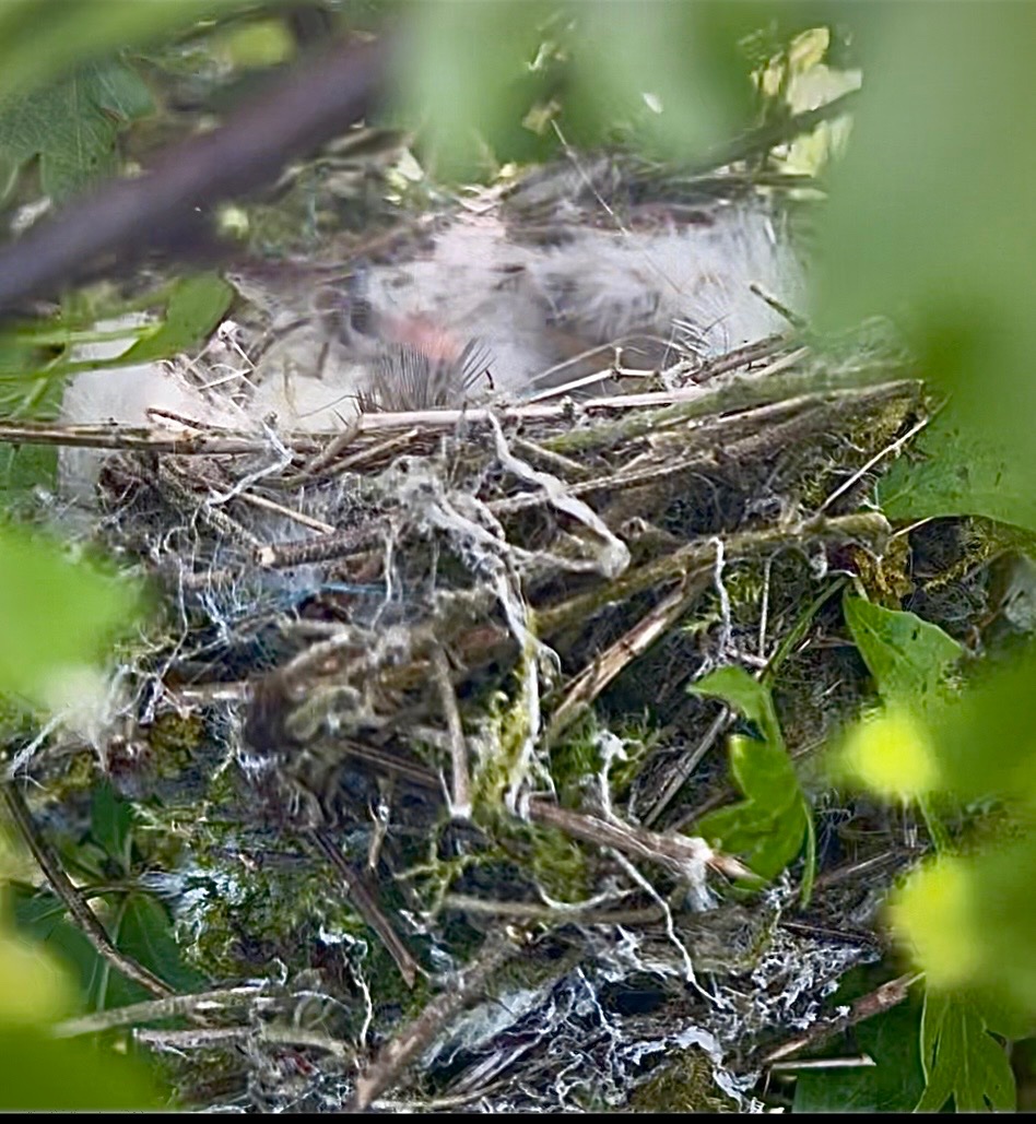NatureFinder12 tweet media