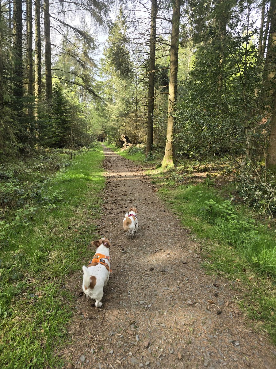 MillieandGriff's tweet image. Let's go pals! #dogsofX