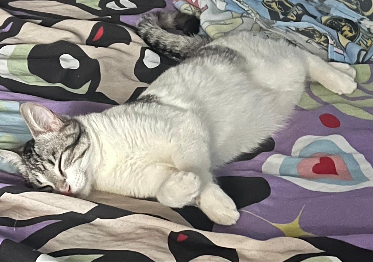 Yath173's tweet photo. Me ayudan Porfis este gatito busca una casita para siempre con esfuerzo lo Castre y le pondré su primer vacuna triple felina asi q ahora necesito que él tenga un lugar seguro donde lo amen y mimen MUCHÍSIMO @MayorgaPhoto @GoodFortunResSV @lyssitta @adita_rodres https://t.co/IZyQfH7JC6