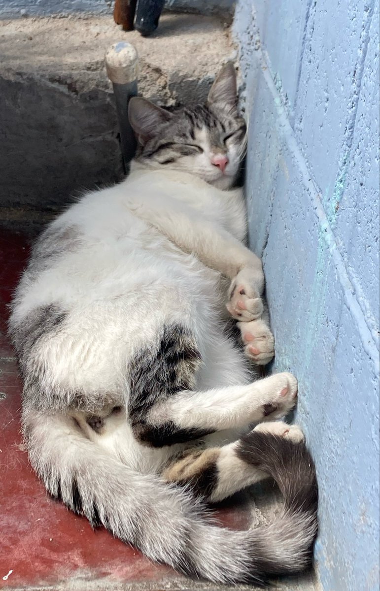 Yath173's tweet photo. Me ayudan Porfis este gatito busca una casita para siempre con esfuerzo lo Castre y le pondré su primer vacuna triple felina asi q ahora necesito que él tenga un lugar seguro donde lo amen y mimen MUCHÍSIMO @MayorgaPhoto @GoodFortunResSV @lyssitta @adita_rodres https://t.co/IZyQfH7JC6