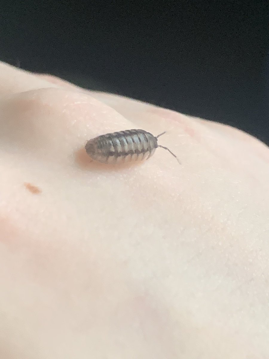 jin of bugtwt🪲 tweet media