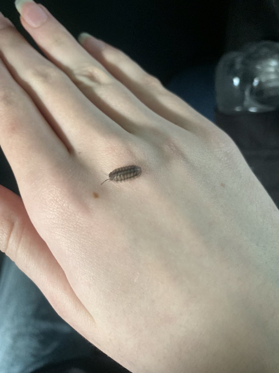 jin of bugtwt🪲 tweet media