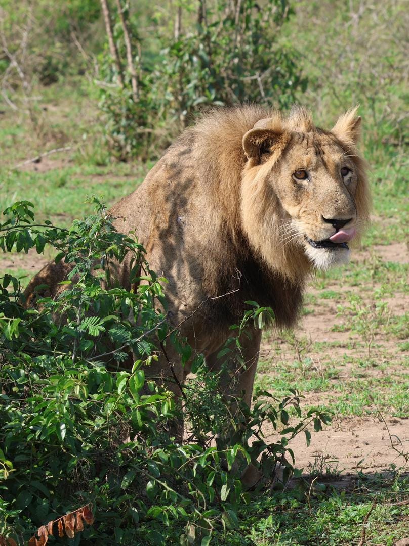 LisaNassamula's tweet image. Full belly.  

Jacob the three legged King👑, Queen Elizabeth NP. 

 #VisitUganda #JacobThFamousLion #TreeClimbingLions #TravelWithLambulaWildAdventures #ExploreUganda