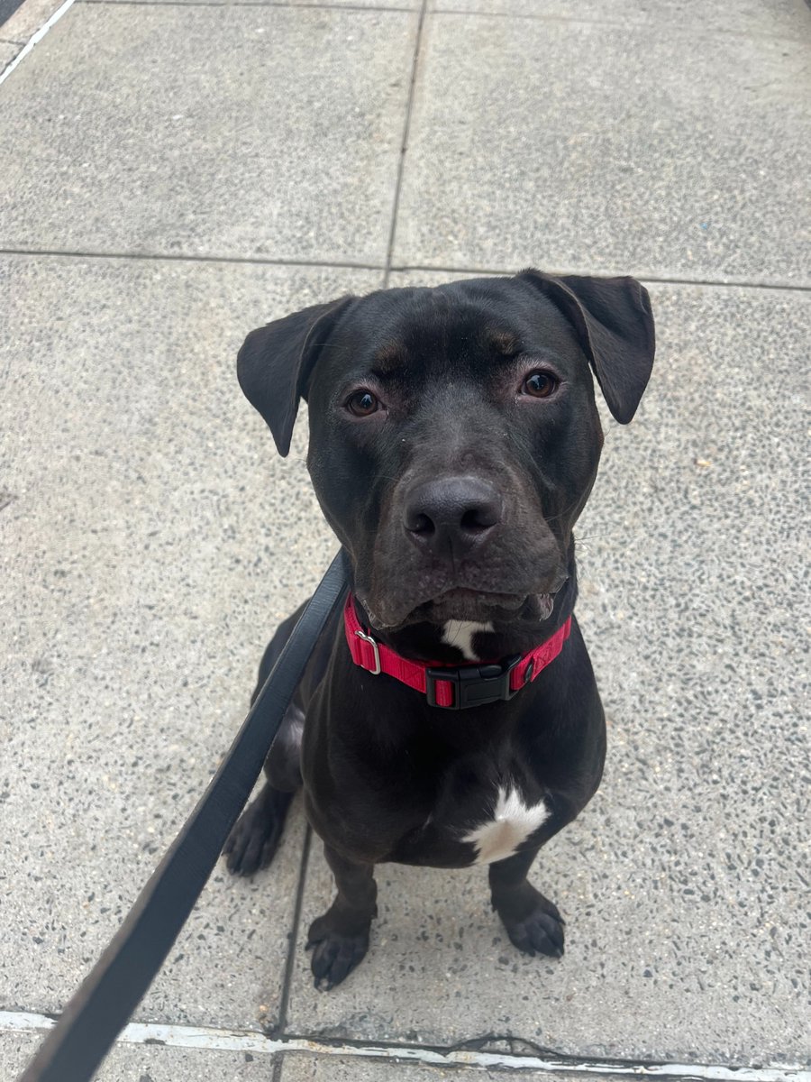 ASPCA tweet media