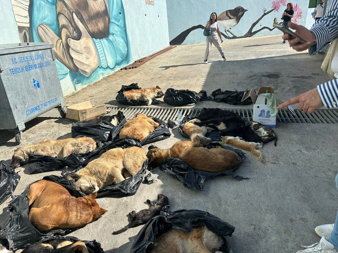 Samet Zeybek tweet media