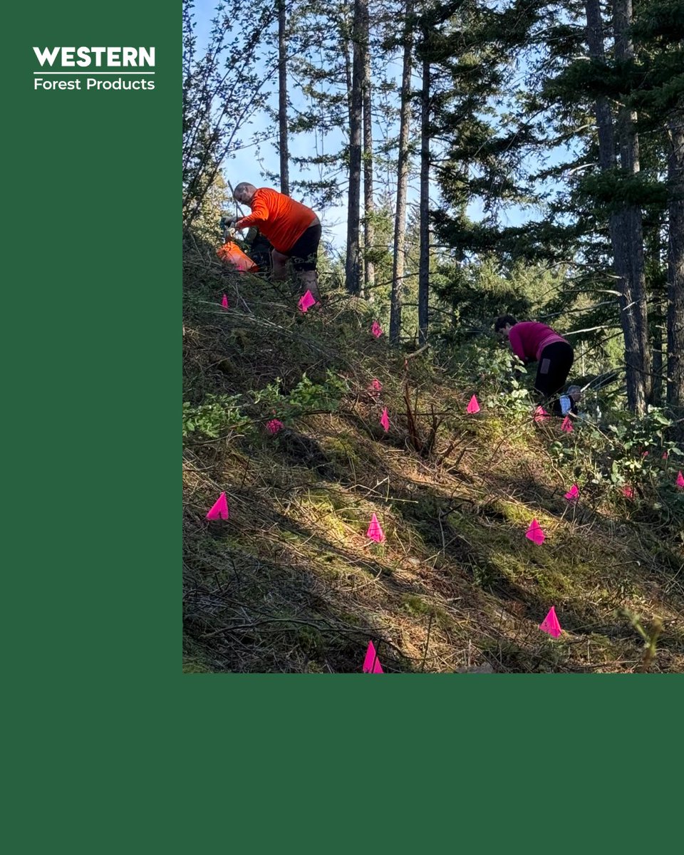 Western Forest Products tweet media