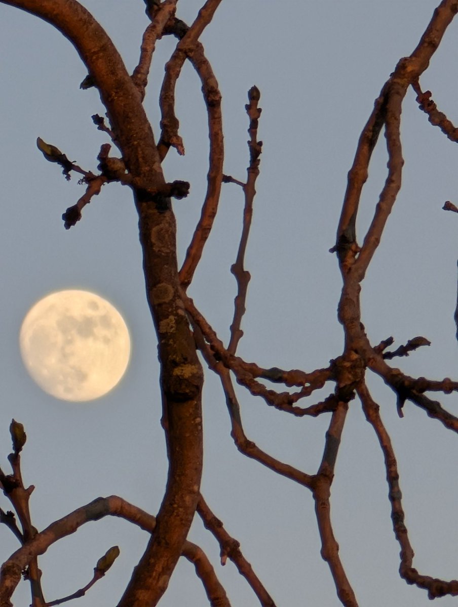 Papadopoli60571's tweet image. #moon