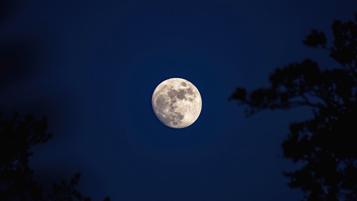 StormjagersNL's tweet image. Bijna volle Roze maan door de bomen 🌔 #weerfoto #Maan #Moon #Hellevoetsluis @EilandVoorne @KikiBo21937 @johan_klos @BasMunne @MRTfotografie @WNLVandaag @EdAldus @BuienRadarNL @janvissersweer @weerverteller @weerplaza @HartvNL