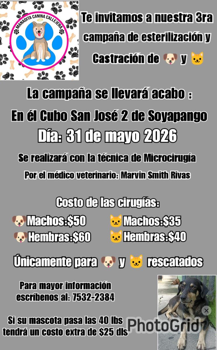 MANADITA CANINA CALLEJERA (@susanaderas1) on Twitter photo 