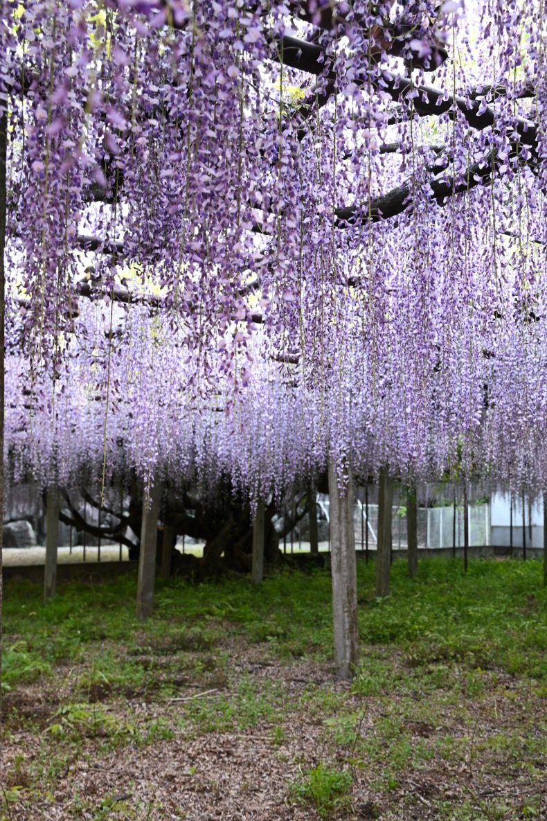 kIld4CiivWQaKl9's tweet image. おはようございます(*´▽｀*)ﾉ))💜

紫色の優しいカーテン

甘い香りと･･･(*´˘`*)♡

#photography
#骨波田の藤