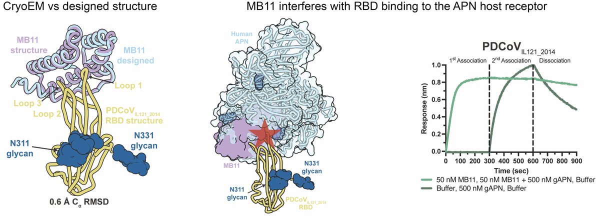 veeslerlab's tweet image. Using #cryoEM and functional assays, we showed that MB11 binds to the PDCoV RBD as designed and inhibits viral entry by preventing engagement of the host receptor through steric hindrance, explaining its potent neutralizing activity

11/12
