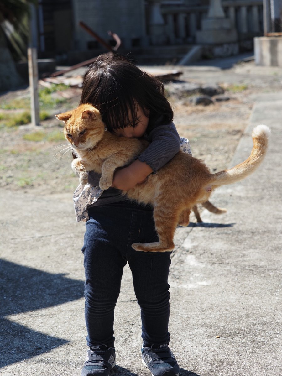 TravellingCats's tweet image. Cat Island Aoshima: everything you need to know if you want to visit in 2026 👉 traveling-cats.com/2015/06/cats-f…

#travelblog #Japan #traveler #catlovers #Aoshima #CatIsland #neko #gingercats #Ehime #Matsuyama