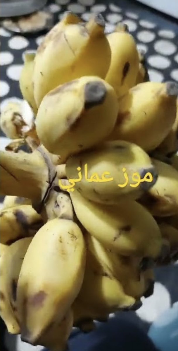 الصريح الرحاله السياسي🇰🇼✈️ tweet media