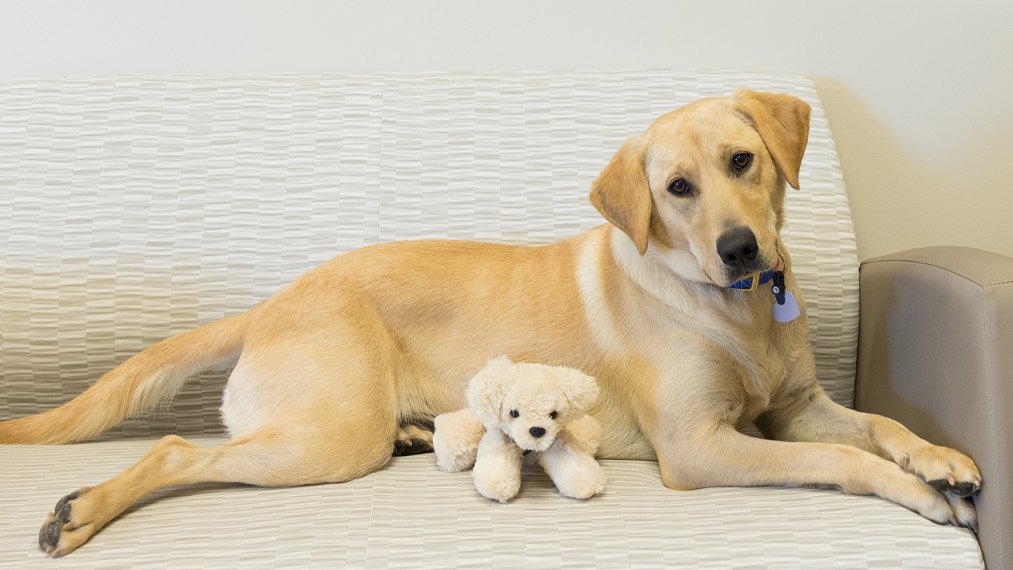 MoncriefCancer's tweet photo. Meet Tia, a three-year-old Labrador Retriever and full-time facility dog at @utswcancer. She brings joy and brightens days when she visits patients, families, and staff at @MoncriefCancer. Read more about Tia: https://t.co/mli2soQFDc https://t.co/HegrixAzMP