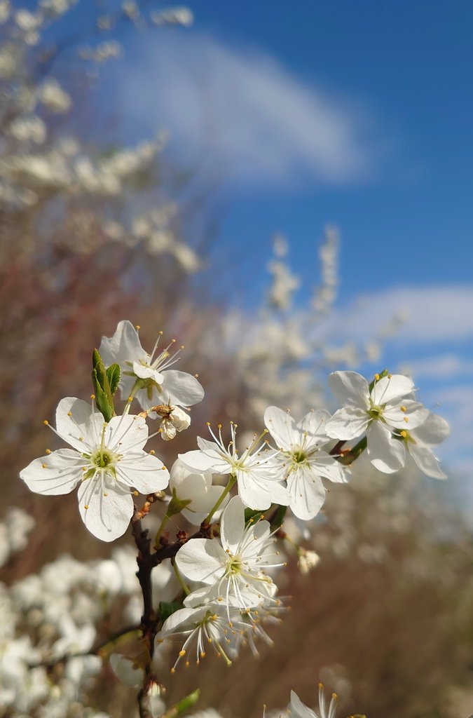 mate8069's tweet image. 4️⃣月3️⃣0️⃣日、木曜日  ☂️
皆さん、おはよう 👋
いつもありがとう 🌹
木曜日ですね！
今日も元気に楽しく
笑顔で頑張りましょう 👍
皆さん、素敵な１日を ✨
今日も宜しくお願いします 🙏

さて、今朝の一曲は、
らそんぶる / 昼間の三日月 🎶

#写真好きな人と繋がりたい
#NaturePhotography