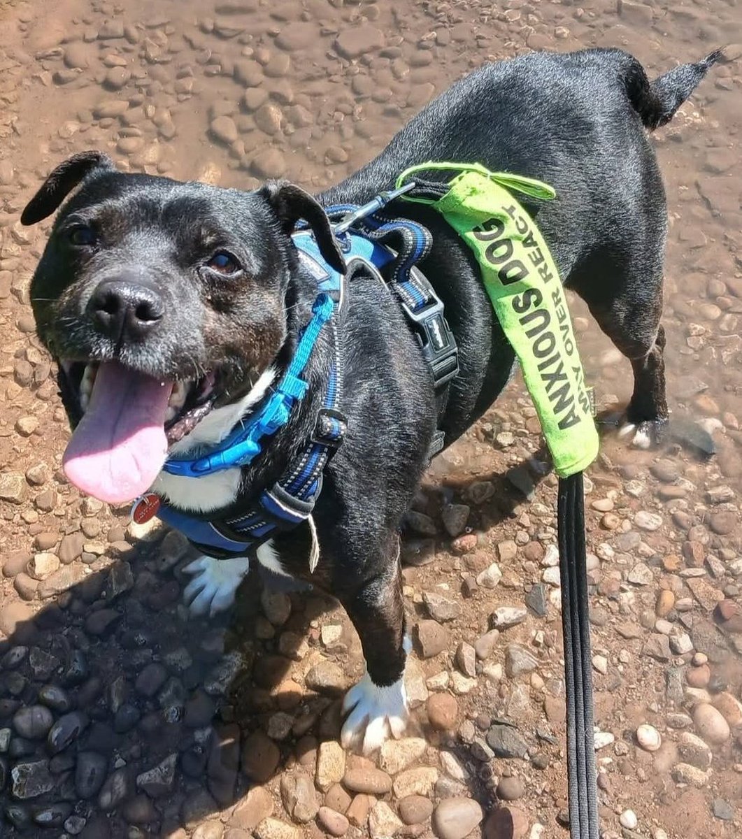 Senior Staffy Club Dog Rescue tweet media