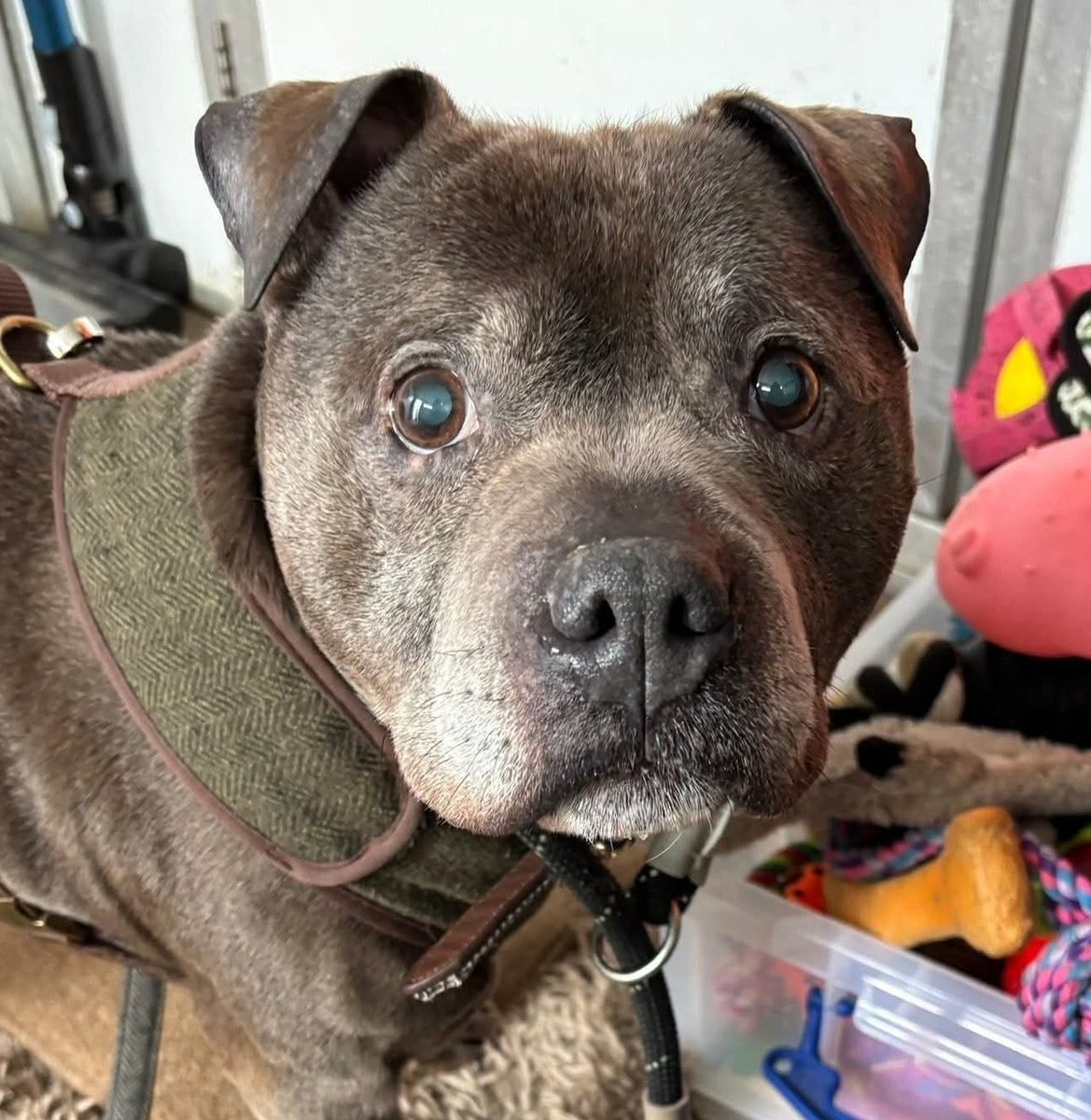 Senior Staffy Club Dog Rescue tweet media