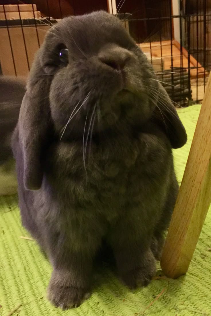 fushiguro tweet media