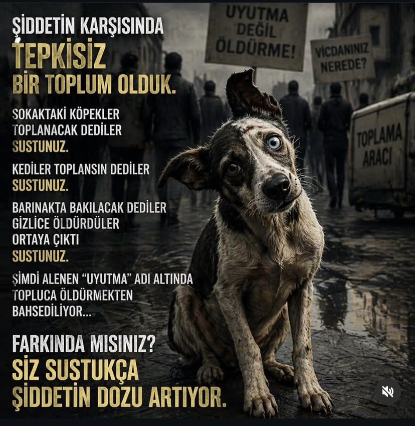 Melis tweet media