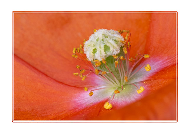 photos_dsmith's tweet image. A #macro #photograph of a #poppy #photographed in a #garden in the #northwest of #england. The #delicate #petals are vibrant and blow in the #wind. #flowerphotography #macrophotography #gardenphotography. Follow @photos_dsmith or visit darrensmith.org.uk for more of our work
